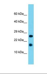 Western blot of Mouse Liver. A2ld1 antibody dilution 1.0 ug/ml.