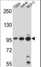 AFTPH Antibody western blot of CEM,Jurkat,MCF-7 cell line lysates (35 ug/lane). The AFTPH antibody detected the AFTPH protein (arrow).