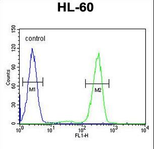 AFTPH Antibody flow cytometry of HL-60 cells (right histogram) compared to a negative control cell (left histogram). FITC-conjugated goat-anti-rabbit secondary antibodies were used for the analysis.