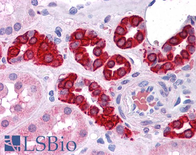 Anti-AGR3 antibody IHC of human kidney. Immunohistochemistry of formalin-fixed, paraffin-embedded tissue after heat-induced antigen retrieval. Antibody LS-B4510 concentration 10 ug/ml.