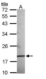 Sample (30 ug of whole cell lysate). A:293T. 12% SDS PAGE. AG3 / AGR3 antibody diluted at 1:500.