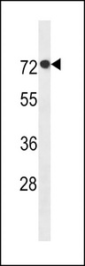 AGAP11 Antibody western blot of MCF-7 cell line lysates (35 ug/lane). The AGAP11 antibody detected the AGAP11 protein (arrow).