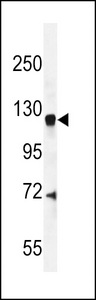 CENTG1 Antibody western blot of mouse brain tissue lysates (35 ug/lane). The CENTG1 antibody detected the CENTG1 protein (arrow).