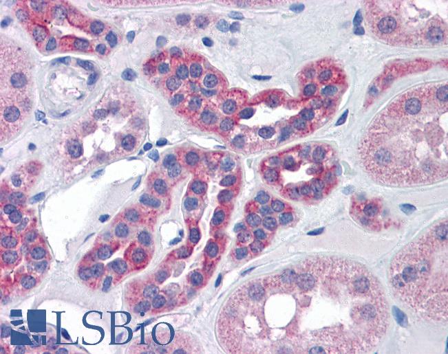 Anti-AGAP2 / PIKE antibody IHC of human kidney. Immunohistochemistry of formalin-fixed, paraffin-embedded tissue after heat-induced antigen retrieval. Antibody LS-B4387 concentration 3.75 ug/ml.