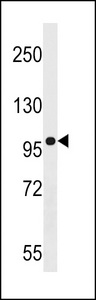 AGAP3 Antibody western blot of U937 cell line lysates (35 ug/lane). The AGAP3 antibody detected the AGAP3 protein (arrow).