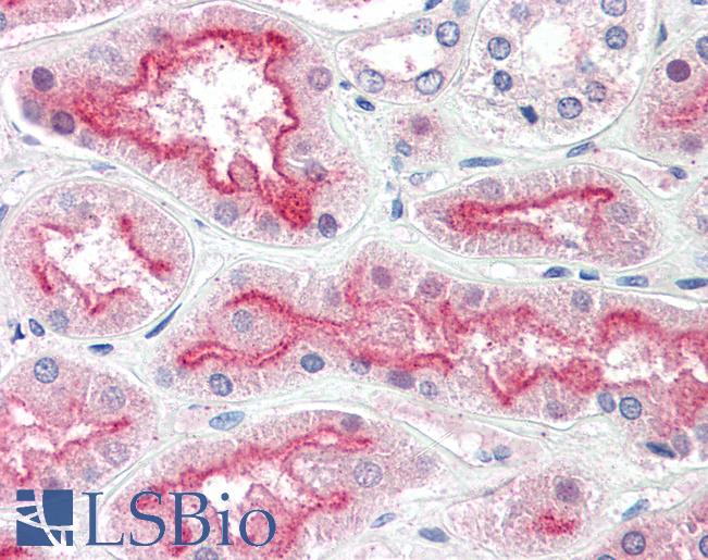 Anti-AGAP3 / CENTG3 antibody IHC of human kidney. Immunohistochemistry of formalin-fixed, paraffin-embedded tissue after heat-induced antigen retrieval. Antibody LS-B2283 concentration 5 ug/ml.
