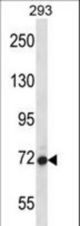 AGAP4 Antibody western blot of 293 cell line lysates (35 ug/lane). The AGAP4 antibody detected the AGAP4 protein (arrow).