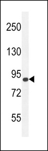 AGAP9 Antibody western blot of K562 cell line lysates (35 ug/lane). The AGAP9 antibody detected the AGAP9 protein (arrow).