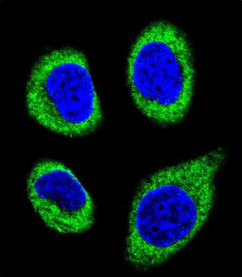 Confocal immunofluorescent of AGBL5 Antibody with U-251MG cell followed by Alexa Fluor 488-conjugated goat anti-rabbit lgG (green). DAPI was used to stain the cell nuclear (blue).