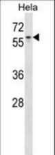 AGFG1 Antibody western blot of HeLa cell line lysates (35 ug/lane). The AGFG1 antibody detected the AGFG1 protein (arrow).