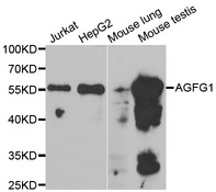 Western blot analysis of extracts of various cell lines, using AGFG1 antibody.