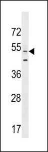 AGFG2 Antibody western blot of HL-60 cell line lysates (35 ug/lane). The AGFG2 antibody detected the AGFG2 protein (arrow).