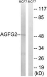 Western blot of extracts from MCF-7 cells, using AGFG2 Antibody. The lane on the right is treated with the synthesized peptide.
