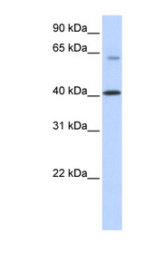 AGMO / TMEM195 antibody LS-C102105 Western blot of Transfected 293T cell lysate.