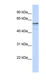 AGMO / TMEM195 antibody LS-C102106 Western blot of MCF7 cell lysate.