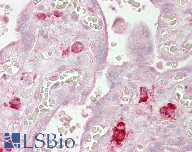 Anti-EIF2C1 / AGO1 antibody IHC of human placenta. Immunohistochemistry of formalin-fixed, paraffin-embedded tissue after heat-induced antigen retrieval. Antibody LS-B6465 concentration 2.5 ug/ml.