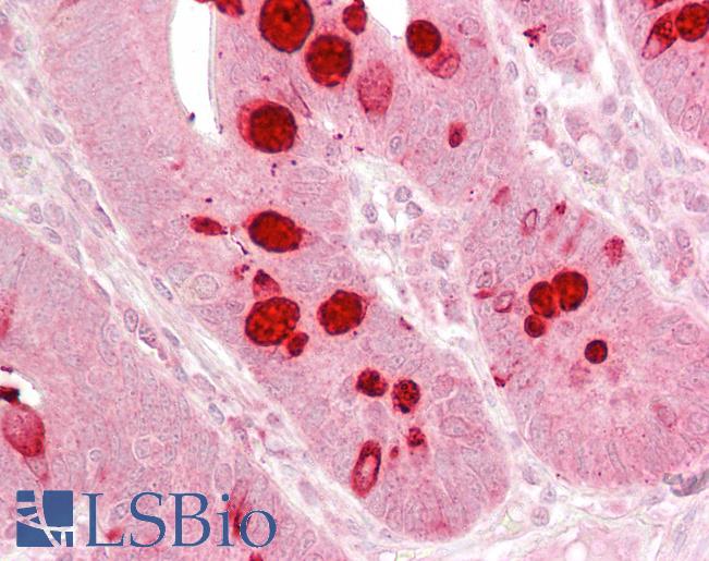 Anti-EIF2C1 / AGO1 antibody IHC of human small intestine. Immunohistochemistry of formalin-fixed, paraffin-embedded tissue after heat-induced antigen retrieval. Antibody LS-B6465 concentration 2.5 ug/ml.