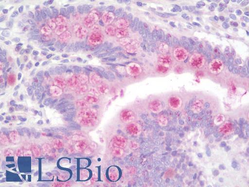 Anti-AGO1 / EIF2C antibody IHC staining of human small intestine. Immunohistochemistry of formalin-fixed, paraffin-embedded tissue after heat-induced antigen retrieval. Antibody LS-B10041 dilution 1:100.