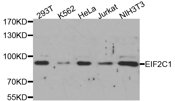 Western blot analysis of extracts of various cell lines, using AGO1 antibody.