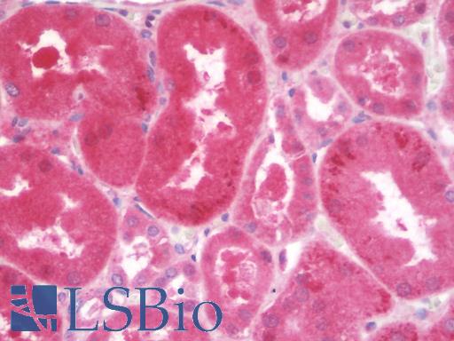 Anti-AGPAT3 antibody IHC staining of human kidney. Immunohistochemistry of formalin-fixed, paraffin-embedded tissue after heat-induced antigen retrieval. Antibody LS-B9677 concentration 10 ug/ml.