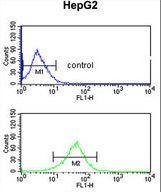 AGPAT3 Antibody flow cytometry of HepG2 cells (bottom histogram) compared to a negative control cell (top histogram). FITC-conjugated goat-anti-rabbit secondary antibodies were used for the analysis.