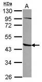 Sample (30 ug of whole cell lysate) A: A549 10% SDS PAGE AGPAT5 antibody diluted at 1:500