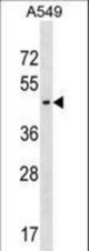 AGPAT5 Antibody western blot of A549 cell line lysates (35 ug/lane). The AGPAT5 antibody detected the AGPAT5 protein (arrow).