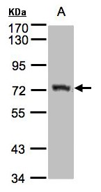 Sample(30 g of whole cell lysate). A: Raji. 7.5% SDS PAGE. AGPS antibody diluted at 1:1500.