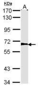 Sample (30 ug of whole cell lysate). A: NIH-3T3. 7.5% SDS PAGE. Alkyl-DHAP synthase antibody. AGPS antibody diluted at 1:1000.