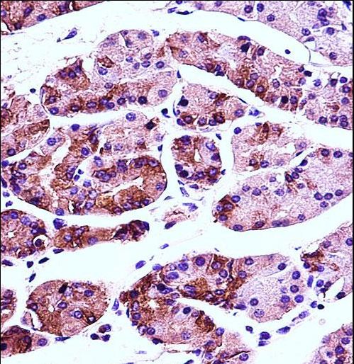 AGR2 Antibody immunohistochemistry of formalin-fixed and paraffin-embedded human stomach tissue followed by peroxidase-conjugated secondary antibody and DAB staining.