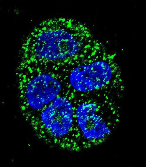 Confocal immunofluorescent of AGR2 Antibody with WiDr cell followed by Alexa Fluor 488-conjugated goat anti-rabbit lgG (green). DAPI was used to stain the cell nuclear (blue).