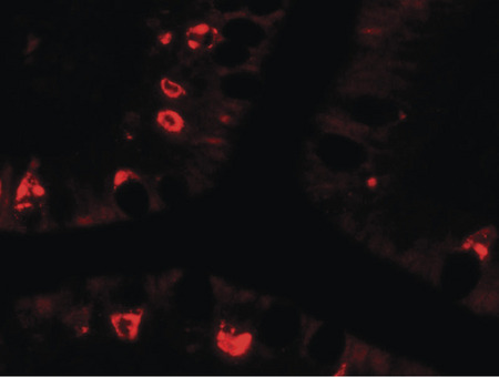 Immunofluorescence of AGR2 in human small intestine tissue with AGR2 antibody at 20 ug/ml.