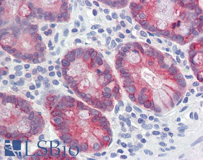 Anti-AGR2 antibody IHC of human small intestine. Immunohistochemistry of formalin-fixed, paraffin-embedded tissue after heat-induced antigen retrieval. Antibody LS-B3580 concentration 5 ug/ml.