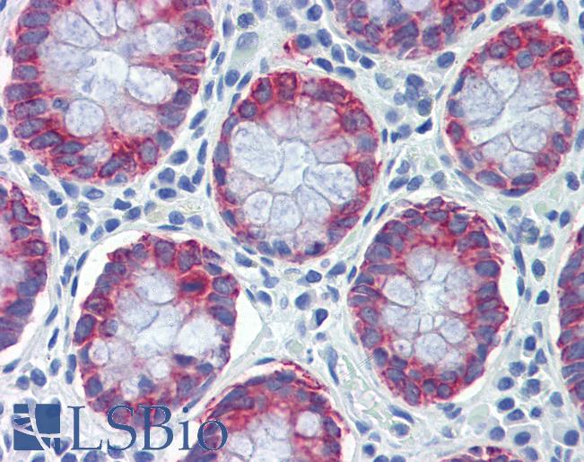 Anti-AGR2 antibody IHC of human colon. Immunohistochemistry of formalin-fixed, paraffin-embedded tissue after heat-induced antigen retrieval. Antibody LS-B3580 concentration 5 ug/ml.