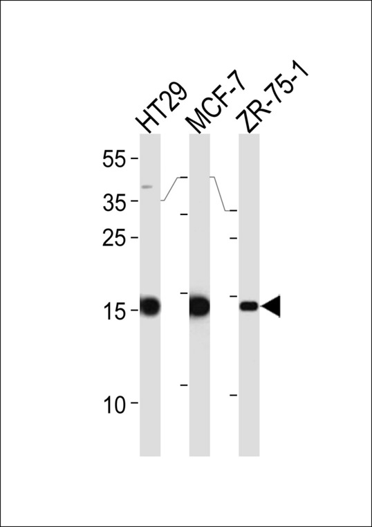 AGR2 Antibody western blot of HT29,MCF-7,ZR-75-1 cell line lysates (35 ug/lane). The AGR2 antibody detected the AGR2 protein (arrow).