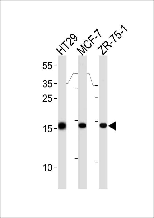 AGR2 Antibody western blot of HT29,MCF-7,ZR-75-1 cell line lysates (35 ug/lane). The AGR2 antibody detected the AGR2 protein (arrow).