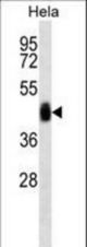 AGTR1 Antibody western blot of HeLa cell line lysates (35 ug/lane). The AGTR1 antibody detected the AGTR1 protein (arrow).