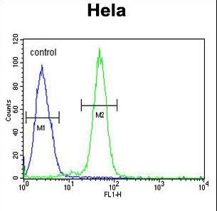 AGXT2 Antibody flow cytometry of HeLa cells (right histogram) compared to a negative control cell (left histogram). FITC-conjugated goat-anti-rabbit secondary antibodies were used for the analysis.