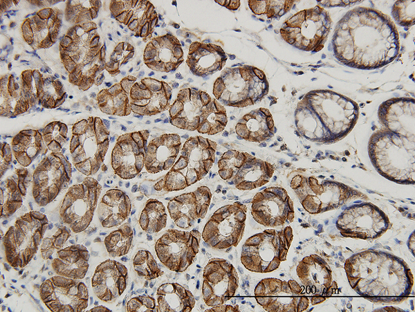 Immunoperoxidase of monoclonal antibody to AHCYL1 on formalin-fixed paraffin-embedded human stomach. [antibody concentration 3 ug/ml]