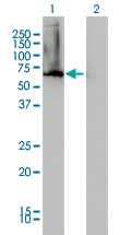 Western blot of AHCYL1 expression in transfected 293T cell line by AHCYL1 monoclonal antibody (M05), clone 5D6.