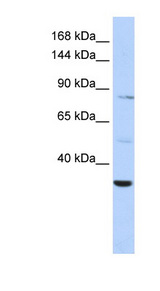 AHNAK2 antibody LS-C110720 Western blot of HepG2 cell lysate.