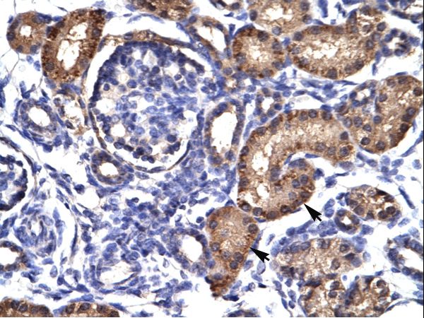 AHR antibody LS-C31439 was used in IHC to stain formalin-fixed, paraffin-embedded human kidney.