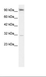 HepG2 Cell Lysate