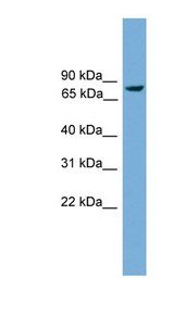 AHRR antibody LS-C116035 Western blot of Mouse Muscle lysate.