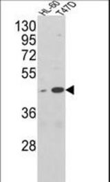 Western blot of AHSA1 Antibody in HL-60, T47D cell line lysates (35 ug/lane). AHSA1 (arrow) was detected using the purified antibody.