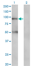 Western blot of TAP1 expression in transfected 293T cell line by TAP1 monoclonal antibody (M03), clone 3D10.