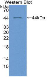 Western blot of recombinant AHSP / EDRF.