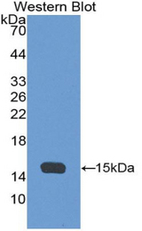 Western blot of recombinant AHSP / EDRF.