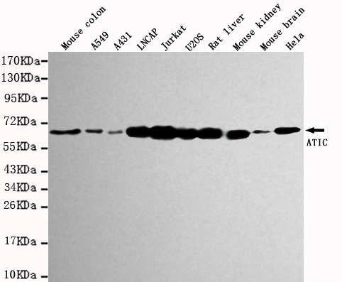 Western blot detection of ATIC in various tissue and cell lysates using ATIC antibody (1:1000 diluted).