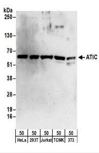 Detection of Human ATIC by Western Blot. Samples: Whole cell lysate (50 ug) from HeLa, 293T, Jurkat, mouse TCMK-1, and mouse NIH3T3 cells. Antibodies: Affinity purified rabbit anti-ATIC antibody used for WB at 0.1 ug/ml. Detection: Chemiluminescence with an exposure time of 3 minutes.